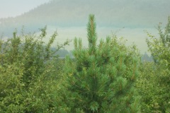 1_DSCN3978