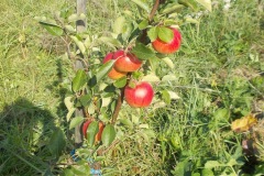 DSCN3586