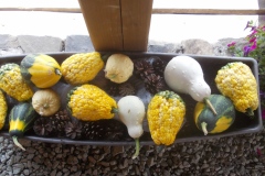 DSCN5531