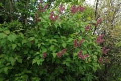 IMG_20210528_162525